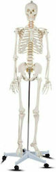 Aria Trade Medical Training Human Skeleton Manikin