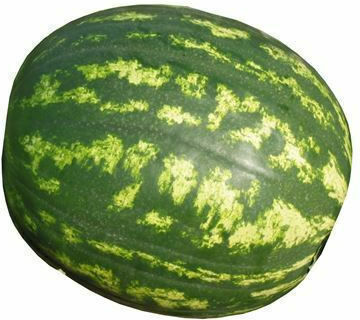 Agrosem Samen Wassermelone Obla