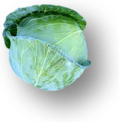 Cabbage Marloo F1 | 10000 seeds