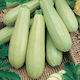 Geoponiki Astro F1 Seeds Pumpkinς Zucchini 5pcs