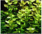 Misirlis Aquarium Caroliniana Lebende Aquariumspflanze Bacopa 10749