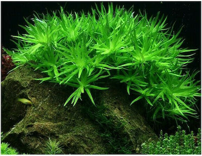 Misirlis Aquarium Zosterifolia Stargrass Φπ