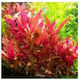 Misirlis Aquarium Alternanthera Reineckii Pink(ΦΠ) Lebende Aquariumspflanze Alternanthera 10762