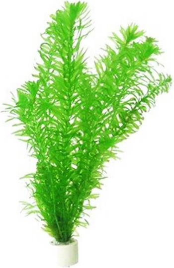 SonGrow Egeria