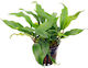 SonGrow Songrow Anubias Barteri Glabra