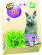 Lolo Pets Χόρτο Γάτας 100gr Grass Cat 54252