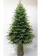 Christmas Tree Mountain Pine with Wooden Trunk 210cm with 1438 Branches