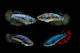 Abyssos Betta Splendens 3-4cm Female Assorted Ψάρι Ενυδρείου