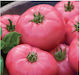 Ροζ F1 Seeds Tomatoς 20pcs Pink
