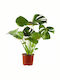 Agrosmart Monstera Height 60cm