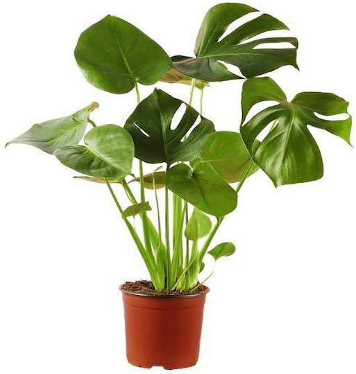 Agrosmart Monstera Ύψους 60бр Agrosmart Monstera Ύψους 60бр