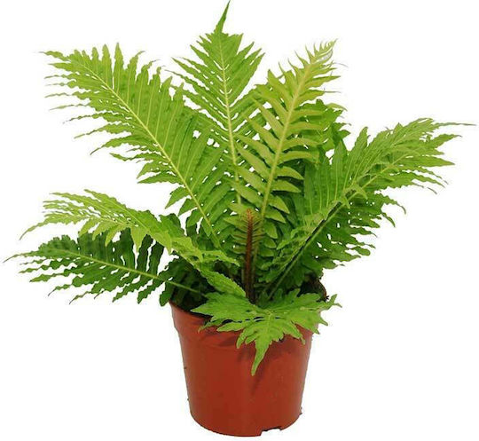 Blechnum "Silver Lady" 12cm