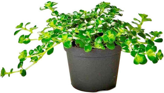 Pilea Depressa 5.5cm