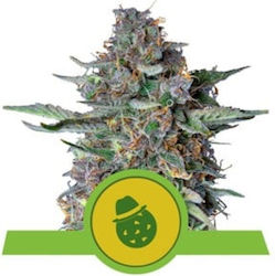 Royal Queen Seeds Seeds Cannabis 3pcs