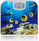 Banquet Αναλογική Ζυγαριά 130kg Μπλε Sea 66132011