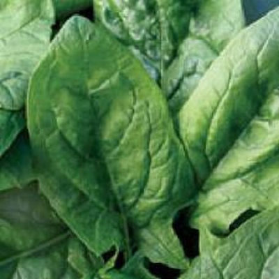 Geoponiki Monstrueux de Viroflay Seeds Spinach 25gr