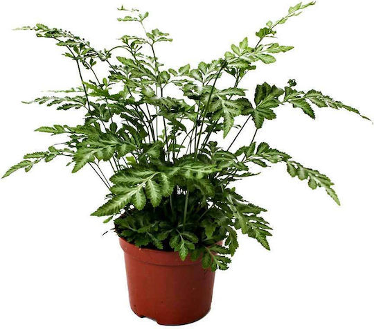 Pteris 'evergemiensis' 8.5cm