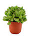 Green Leaf Cotyledon Ladismithiensis