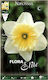 Gemma Bulbs Narcissus Late 5pcs