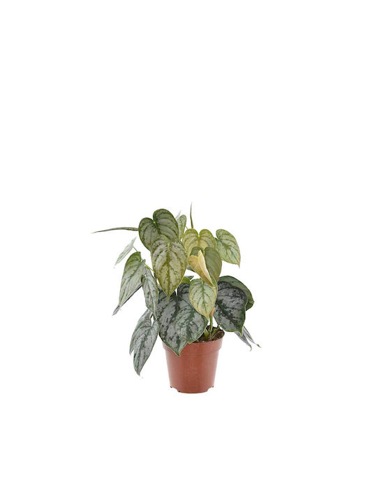 Philodendron brantianum 12cm