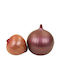 Veltihome Freshness Storage Case Onion