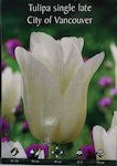 Gemma Bulb Tulipς White