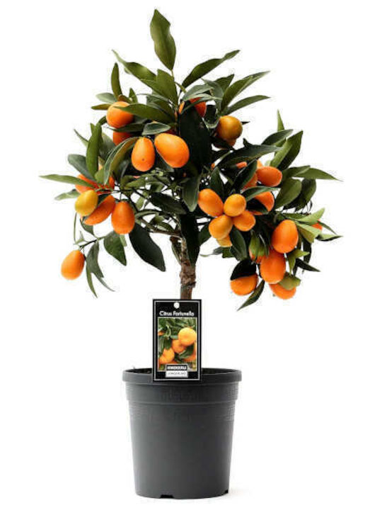 OEM Kumquat Nano Tree (Citrus japonica) - 65 lt - 12-14