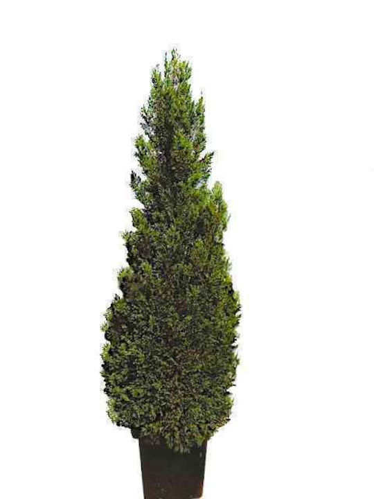 OEM Leyland Pyramide (Cupressus × leylandii 'Pyramidalis') - 35 lt - Natur - 250/300