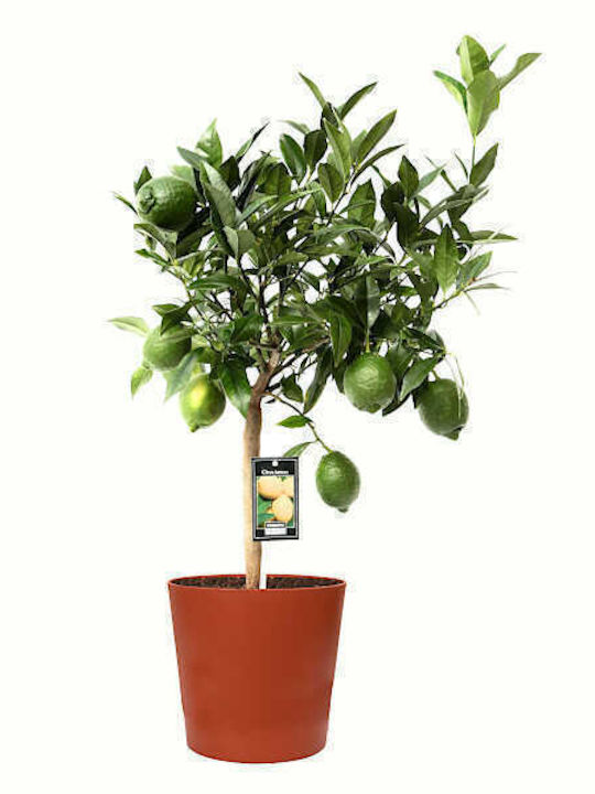 OEM Bergamot Tree (Citrus bergamia) - 110 lt - 16-18