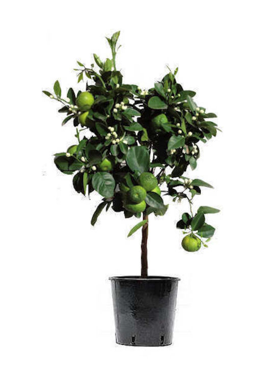 OEM Лимеция или мускусен лайм (Citrus x aurantiifolia) - 30 lt - 8-10