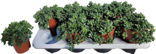 Senecio Herreianus 12cm
