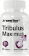 Ironflex Nutrition Tribulus Maximus 60 file