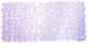 Dimitracas Fiore Pal Colors Bathtub Mat Purple 34x74cm