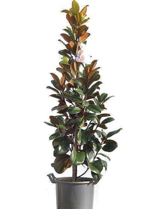 OEM Μανόλια Μεγανθής Δέντρο (Magnolia grandiflora) - 70 lt - 200/250
