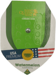 Royal Queen Seeds - Watermelon - 1 seed