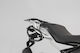 SW-Motech Πλαϊνές Βάσεις για Keeway Easy για BMW G 310 GS 2017-2020 Δεξιά 2017-2020