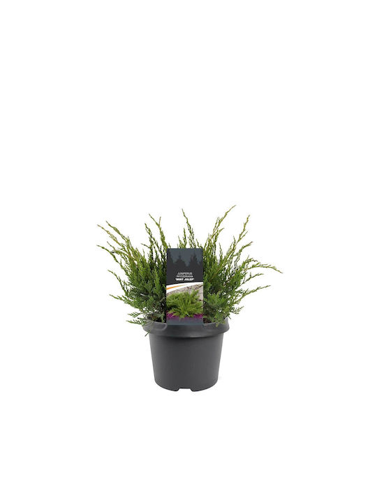 Juniperus 'mint julep' 19cm