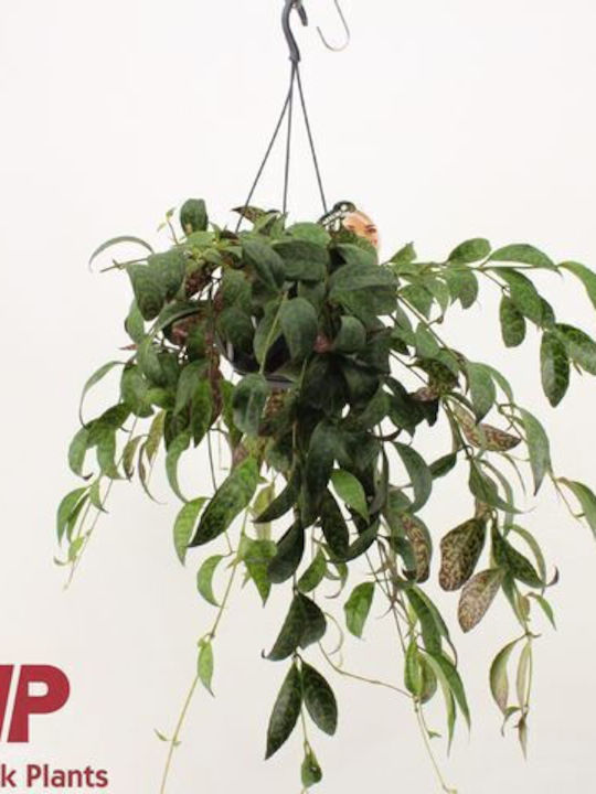 Aeschynanthus Marmoratus