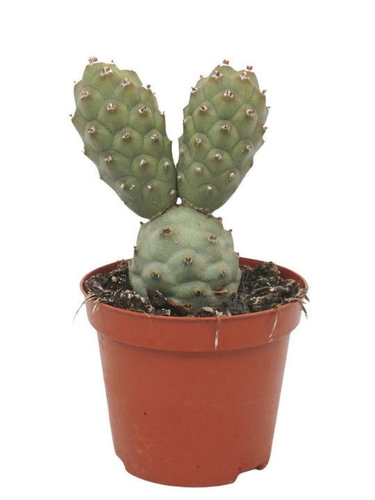 "Paper Spine Cactus" Tephrocactus Articulatus