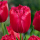 TULIP BURGUNDY LACE PACK OF 5 BULBS