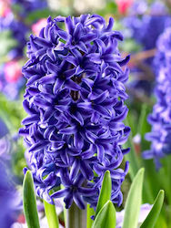 HYACINTH BLUE JACKET PACK OF 2 BULBS