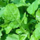 Fytro seeds Σπόροι Ρόκας Coltivata 500gr