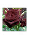 Rose Baccarat negru 2lt
