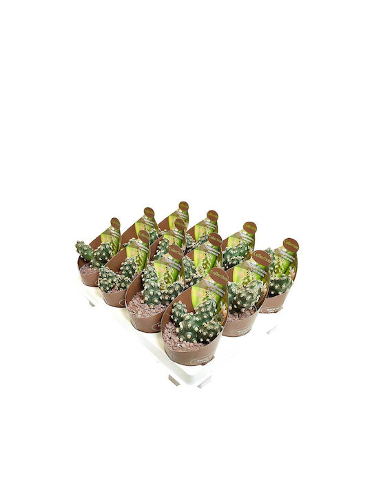 Tephrocactus Molinensis 6.5cm Tephrocactus Molinensis 6.5cm