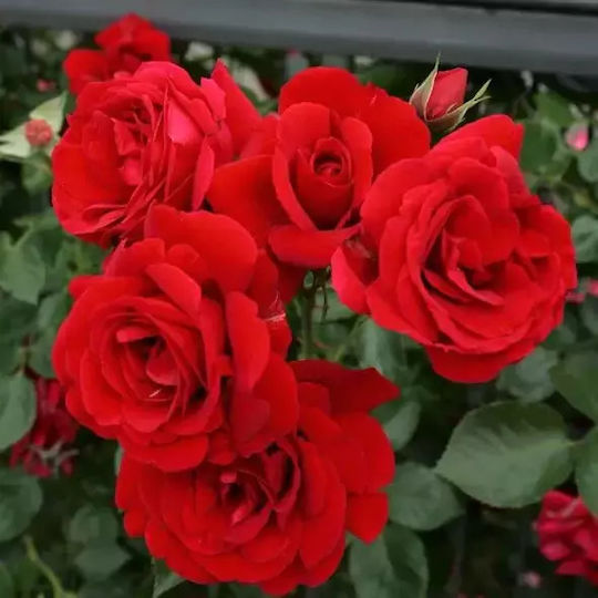 Rose Kalliope Höhe 110cm