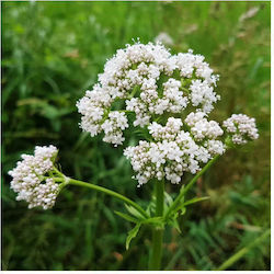 Agrogen Βαλεριάνα Φάκελος 10g Σπόροι (Valeriana officinalis)