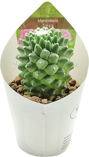 Cactus Toluca