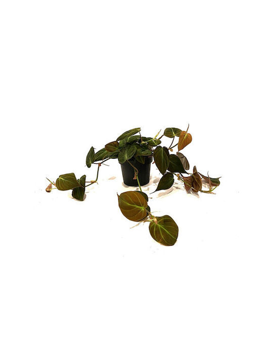 Succulent Scandens Micans Indoor