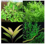 Misirlis Aquarium Lebende Aquariumspflanze Hygrophila polysperma 21889