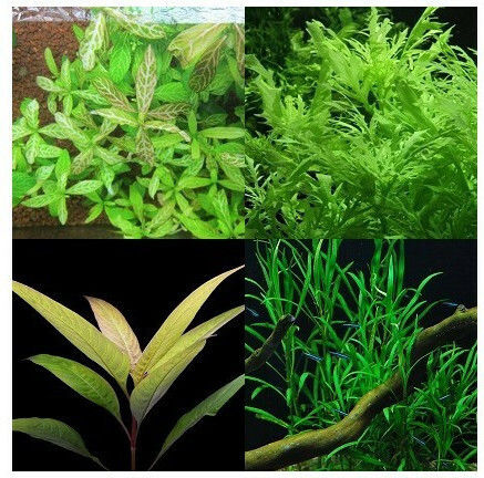 Misirlis Aquarium Hygrophila Mix (ΦΠ)